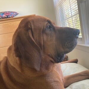 Meet your Posher, Tom